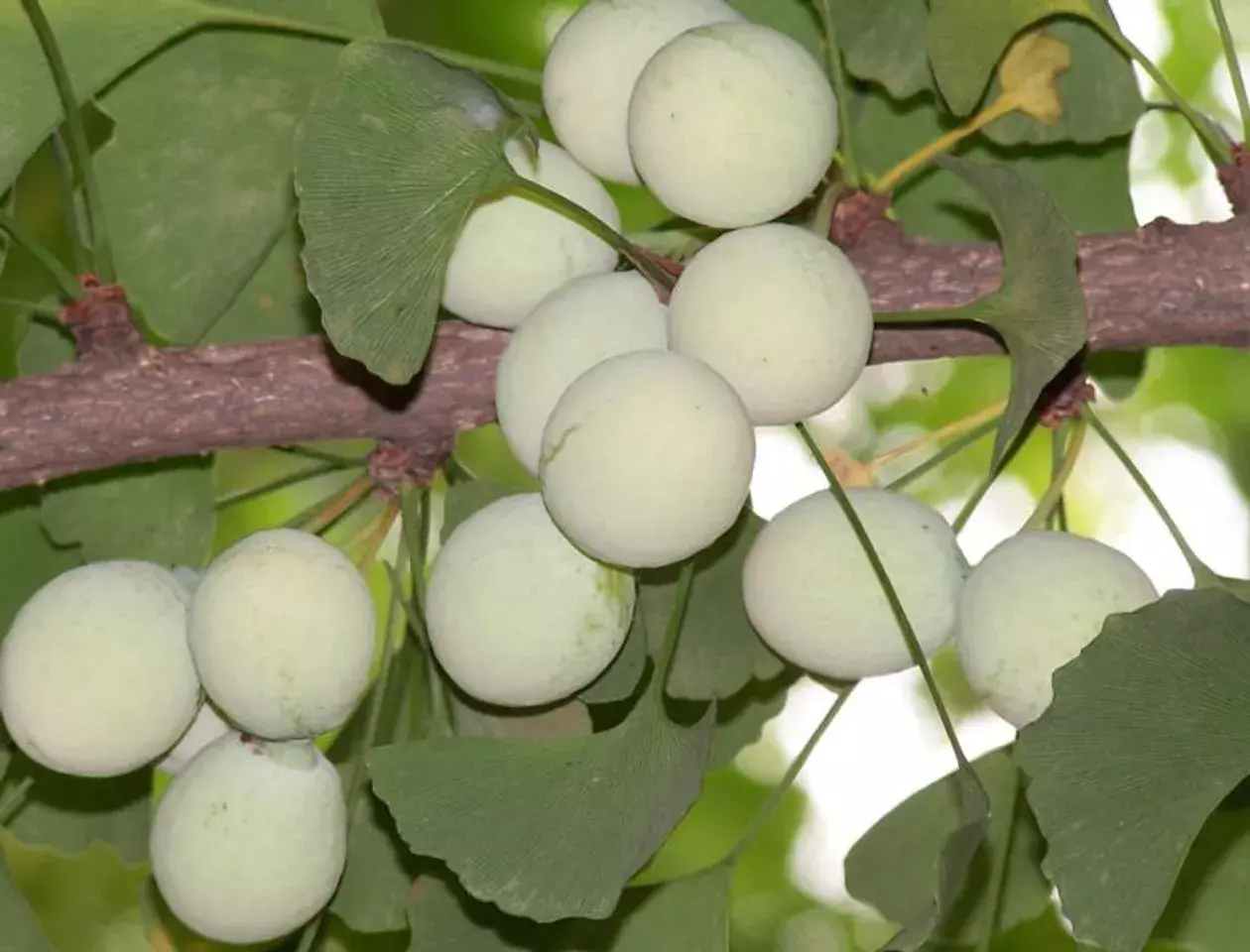 Ginkgo biloba tăng cường tuần hoàn não_chiaki.vn