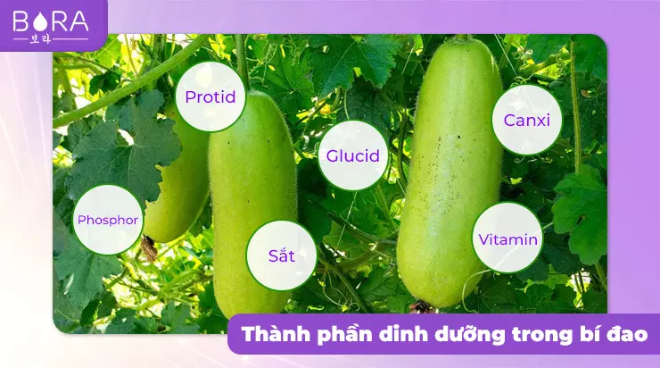 Các chất dinh dưỡng có công dụng giảm cân - giảm cân bằng bí đao