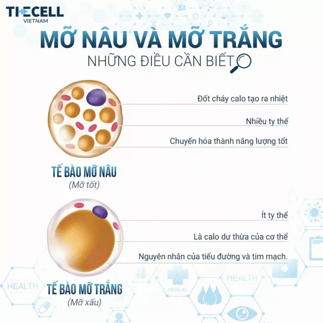 Giảm béo Meta Cell, giảm béo hiệu quả, giảm béo thần tốc, The Cell Việt Nam