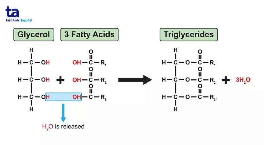 Triglyceride khác với cholesterol như thế nào