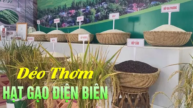 Gạo Điện Biên - Đặc sản Điện Biên làm quà