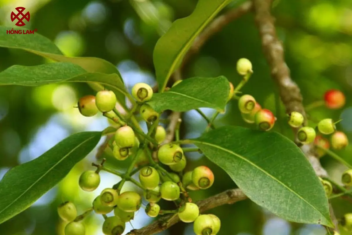 Cây vối