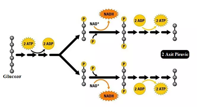 Quá trình đường phân trong hô hấp ở thực vật