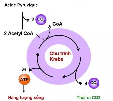 Chu trình Crep trong hô hấp ở thực vật