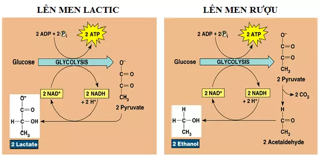 Phân giải kị khí trong quá trình hô hấp ở thực vật