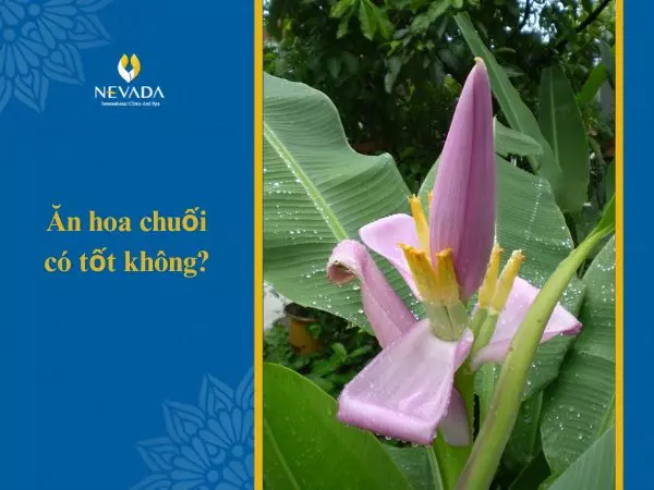 Ăn hoa chuối có tốt không?