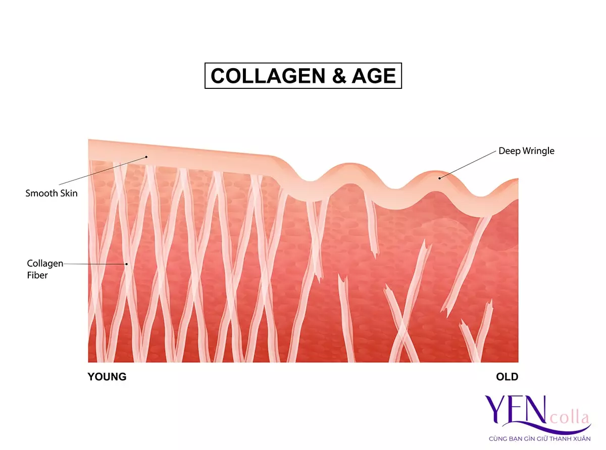 Collagen tạo độ đàn hồi cho da - Collagen uống chung với Omega 3