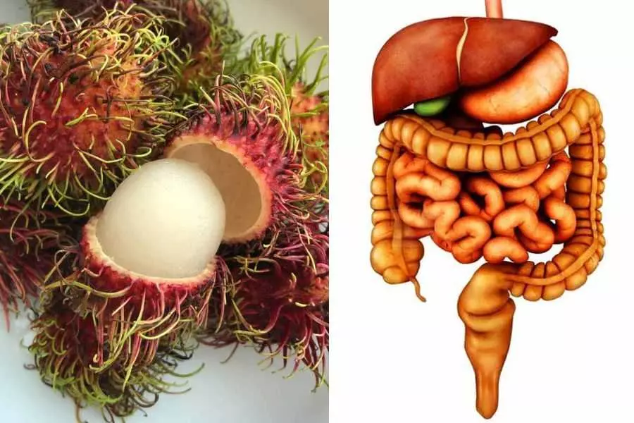 Chôm chôm thúc đẩy quá trình hoạt động của hệ tiêu hóa.