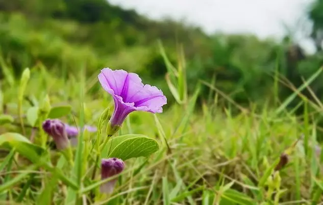 Rau muống biển