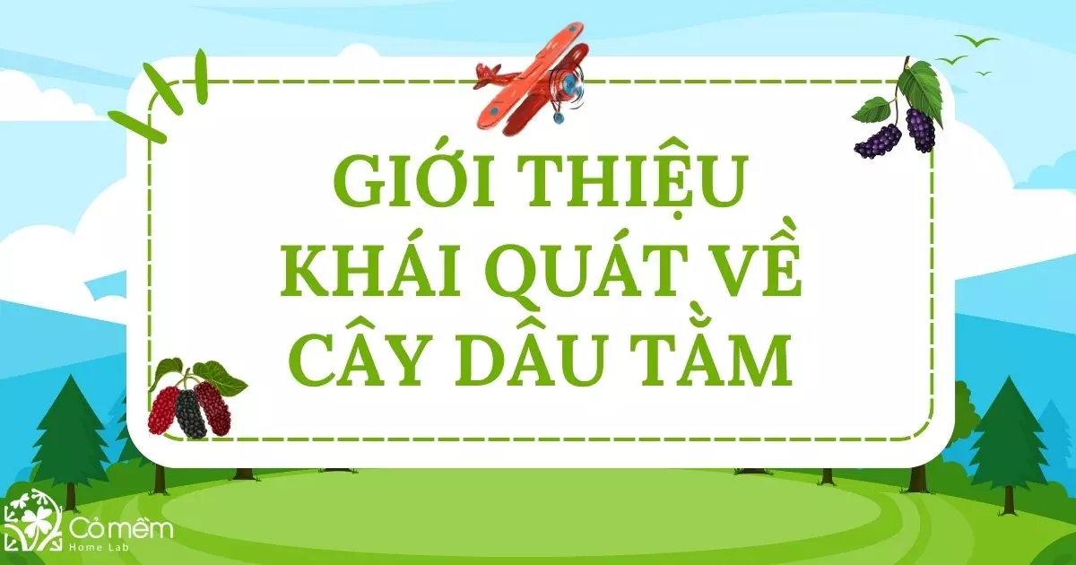 Giới thiệu khái quát về cây dâu tằm