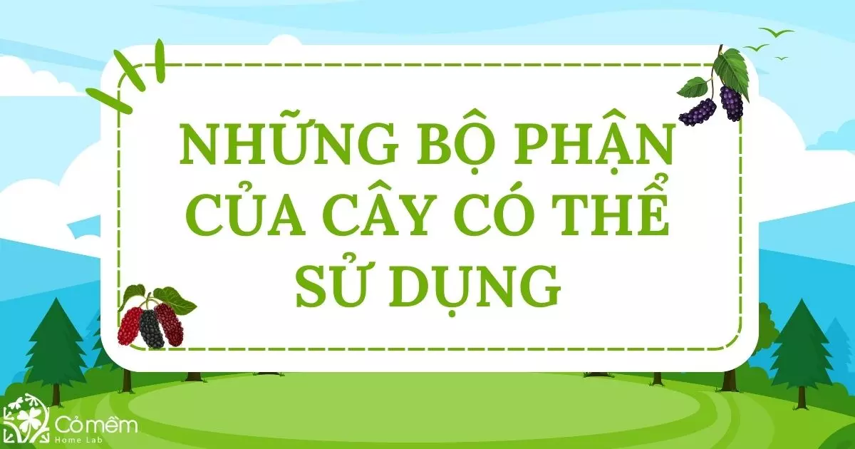 Những bộ phận của cây có thể sử dụng