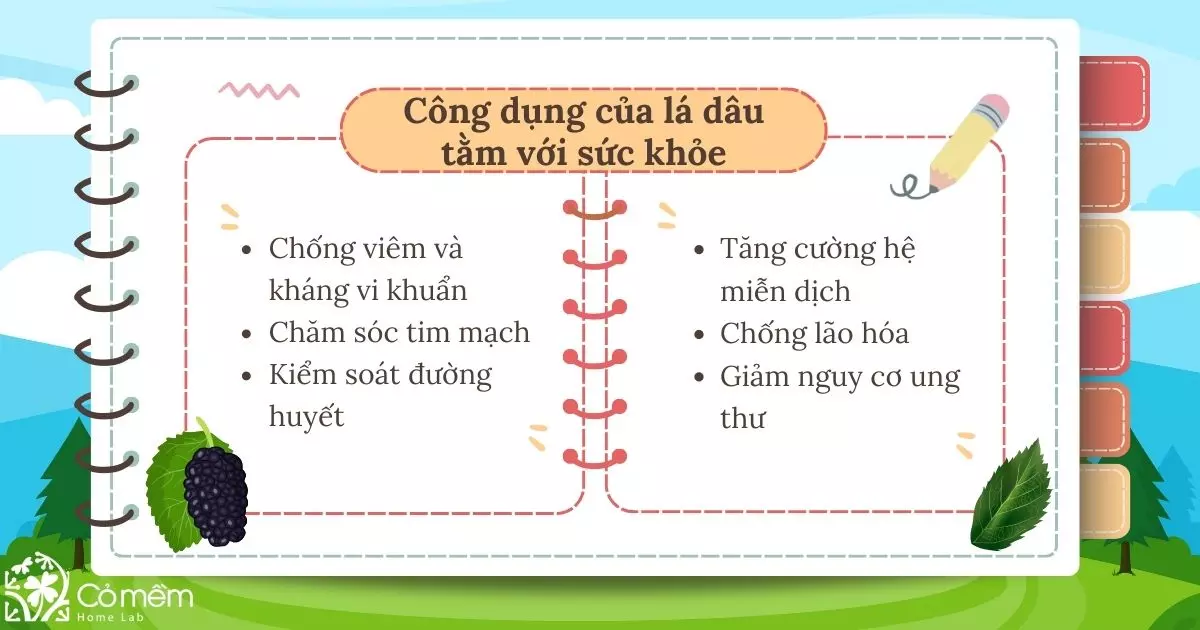 Một số lợi ích mà lá của cây dâu tằm mang lại đối với sức khỏe