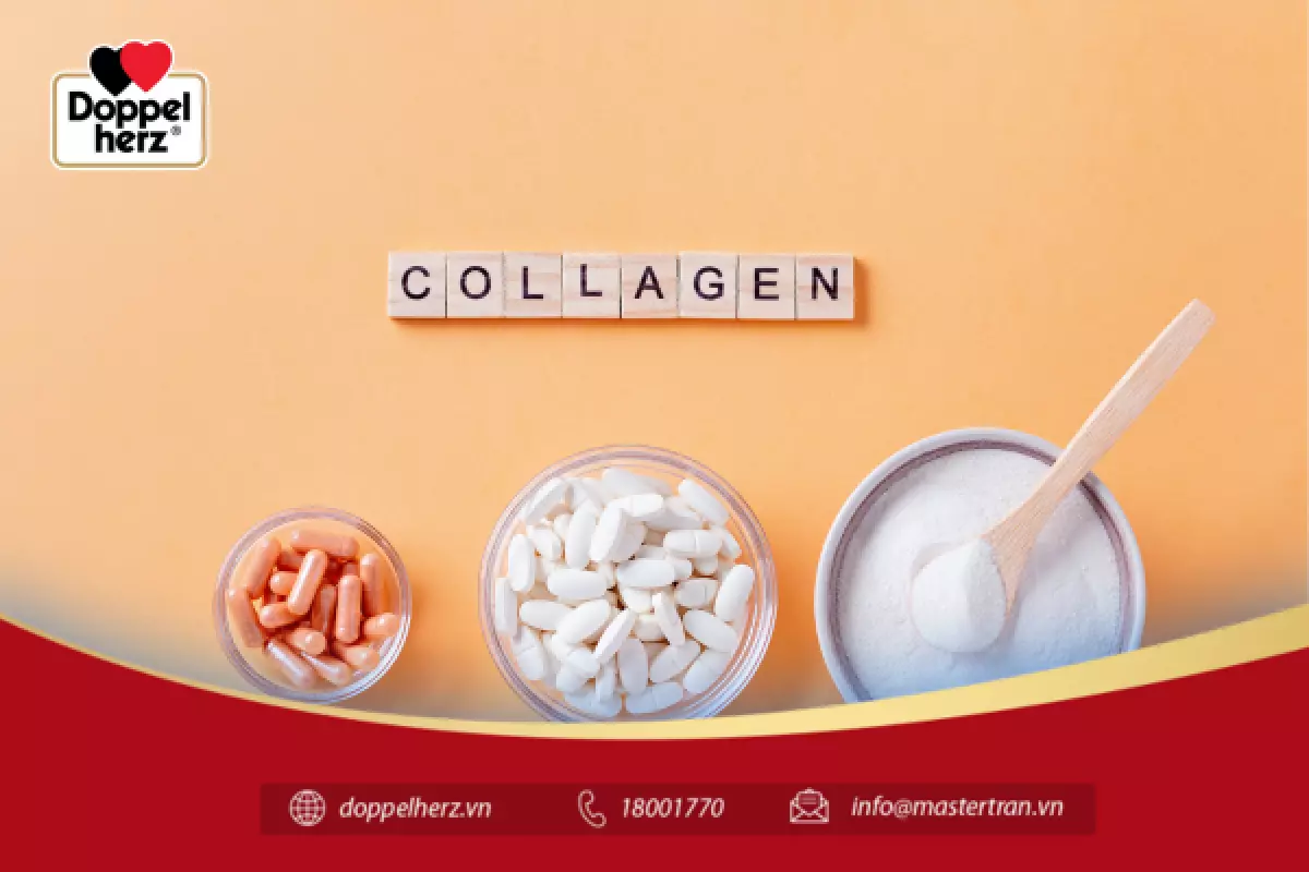 Collagen đóng vai trò là chất kết dính và tấm nệm ở lớp hạ bì để liên kết các mô tế bào