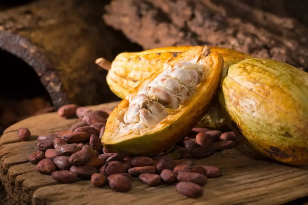 Đặc điểm của quả cacao