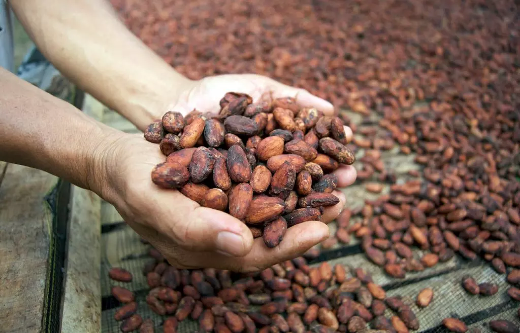 Cacao giúp giảm các biến chứng do tiểu đường type 2 gây ra