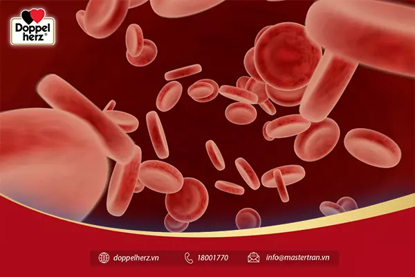 Sắt có vai trò sản xuất hemoglobin cho cơ thể