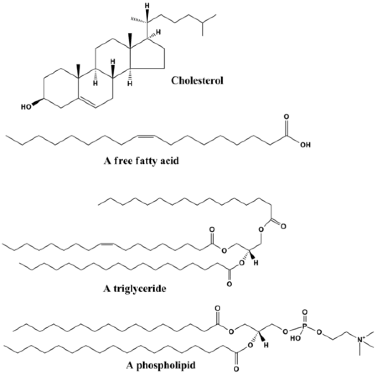 Lipid