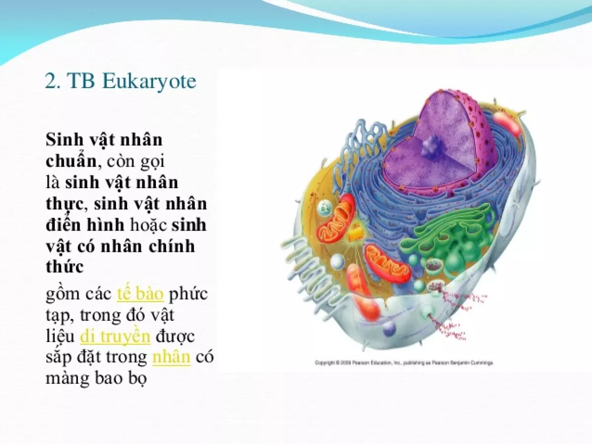 Sinh vật nhân chuẩn ưa axit