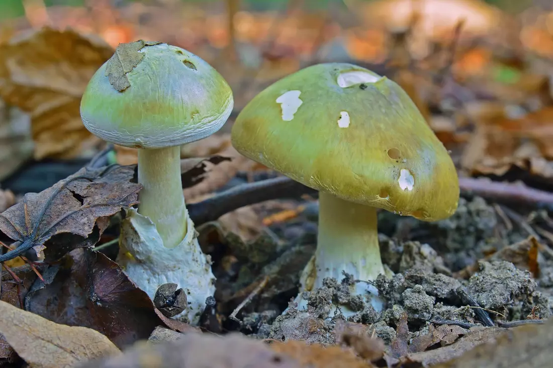 Cách nhận biết nấm tử thần Death cap-Amanita-phalloides