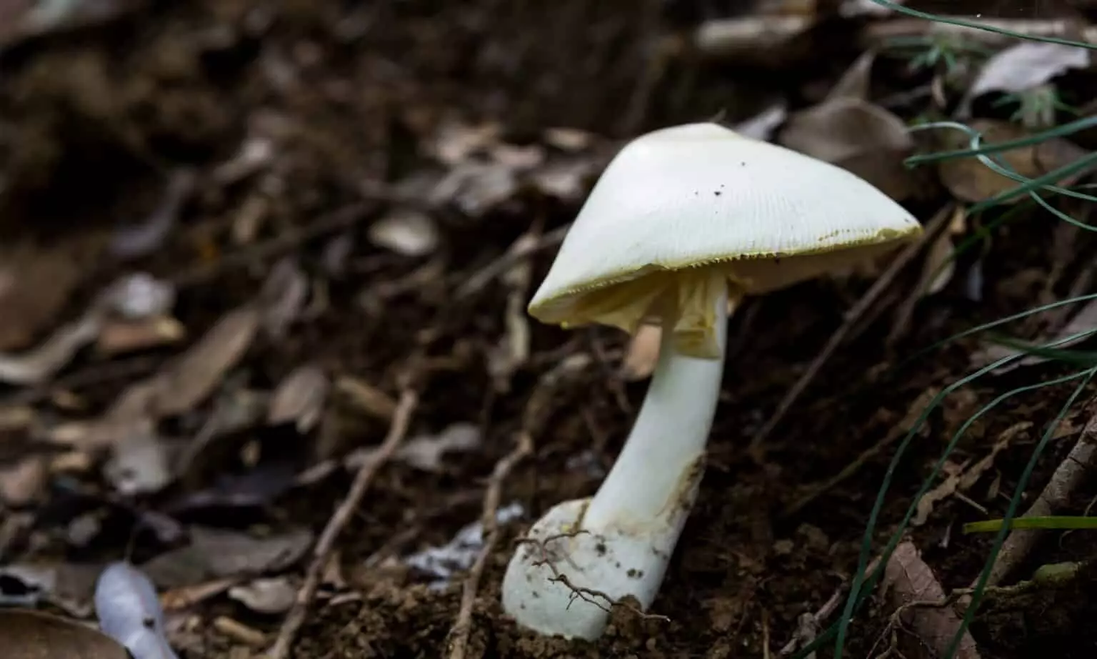 Nấm độc tán trắng - (Amanita verna)