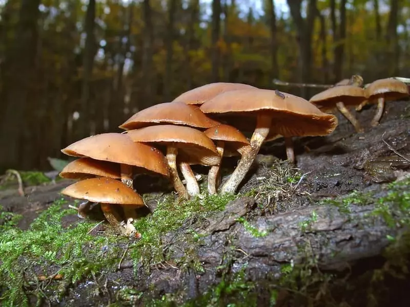 Nấm mũ đầu lâu mùa thu - Galerina marginata