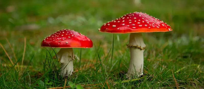 Nấm tán giết ruồi - Amanita muscaria