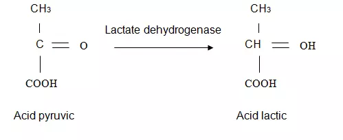 Quá trình chuyển hóa axit pyruvic