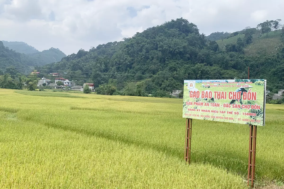 Cánh đồng lúa Bao Thai