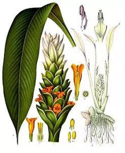 Chi tiết của Curcuma longa về thực vật học