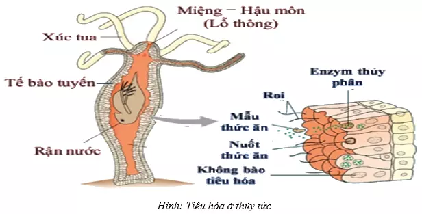 tiêu hóa bằng túi tiêu hoá ở thủy tức - tiêu hoá ở động vật