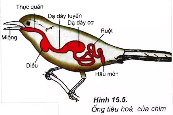 ống tiêu hoá đơn giản - tiêu hóa ở động vật