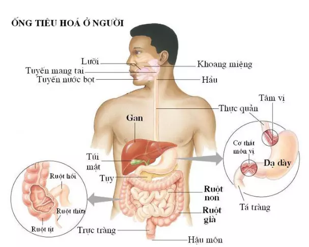 ống tiêu hoá ở chim - tiêu hóa ở động vật