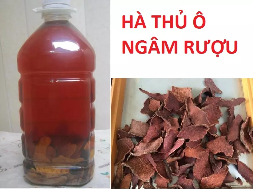 Rượu ngâm hà thủ ô