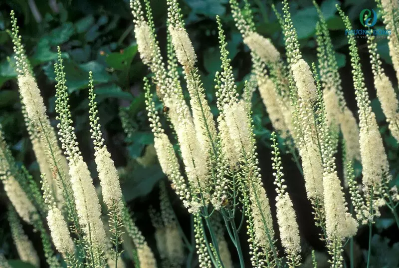 Black cohosh có tác dụng trong việc kích thích co bóp tử cung