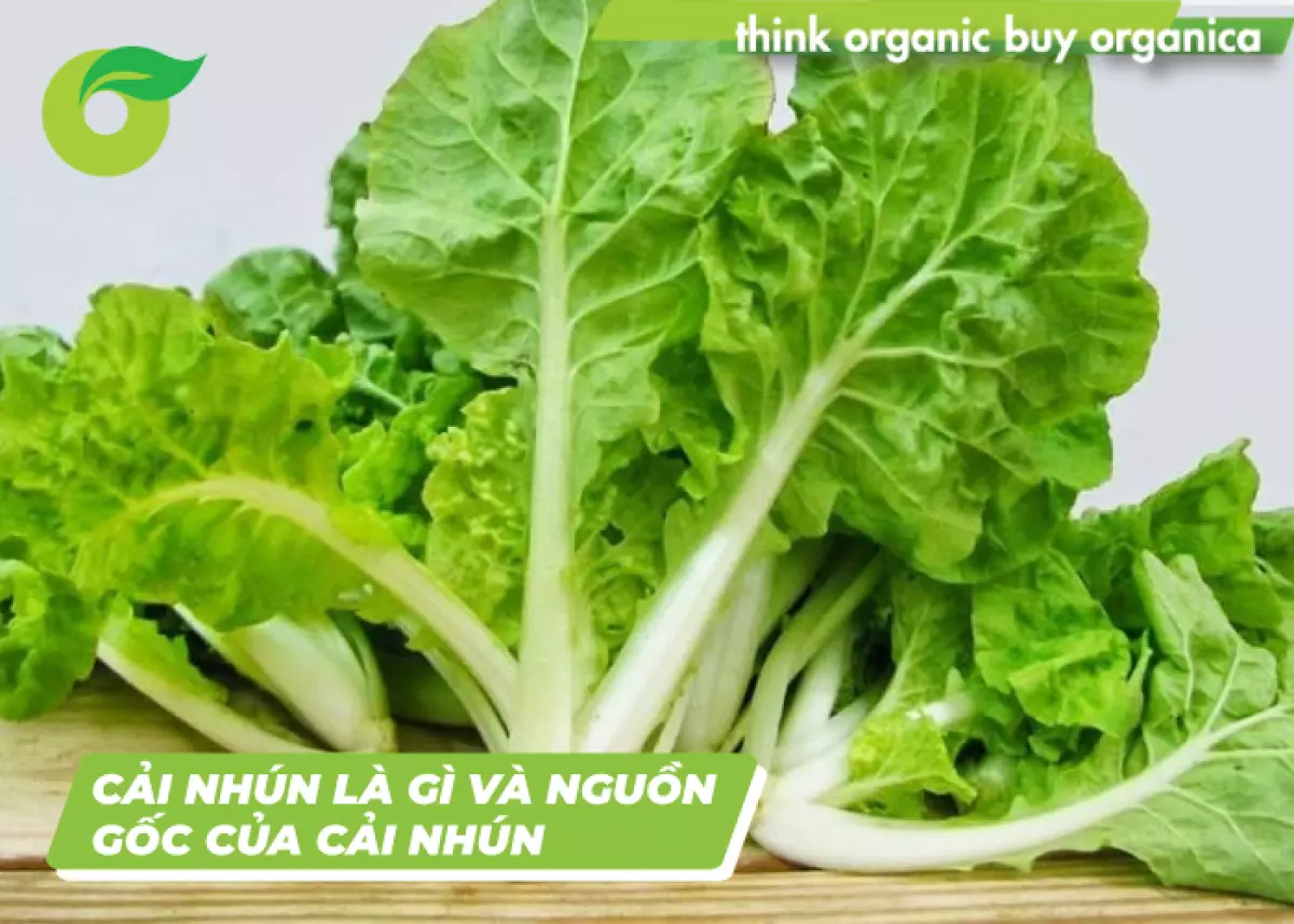 Cải nhún là gì và nguồn gốc của cải nhún