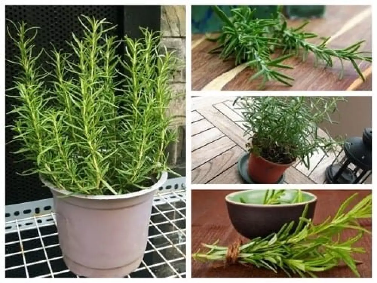 Cây Hương Thảo Rosemary