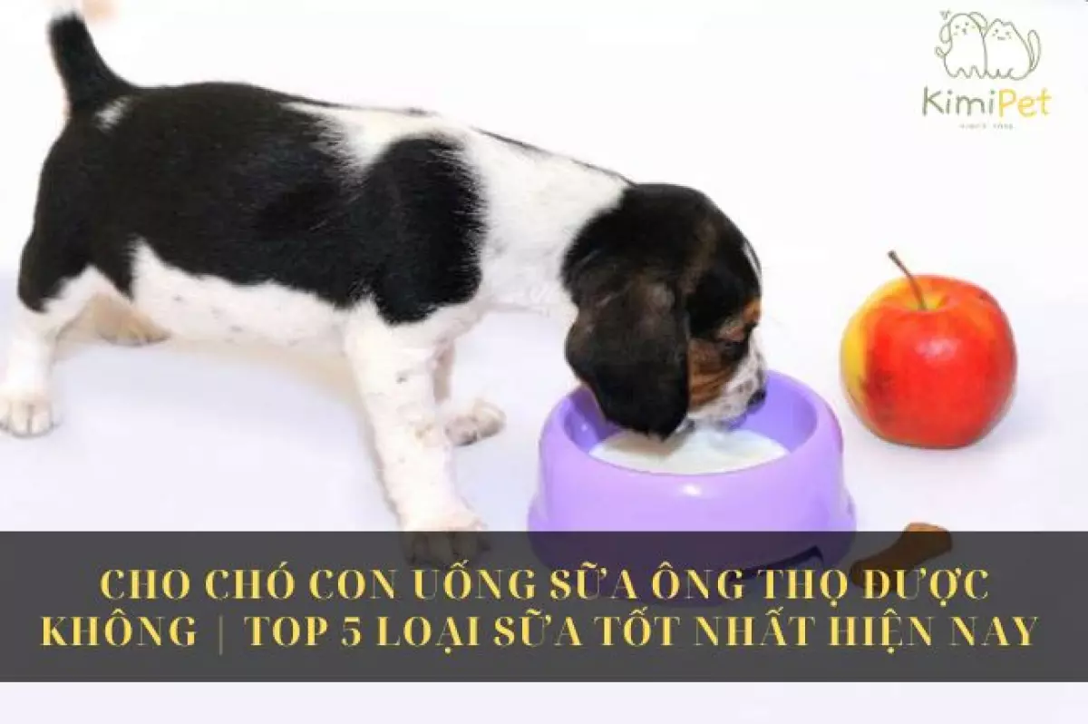 Chó con uống sữa ông thọ được không