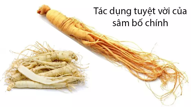 Tác dụng của Sâm Bố Chính