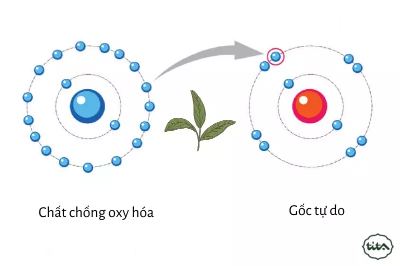 chống oxy hóa trong trà đen