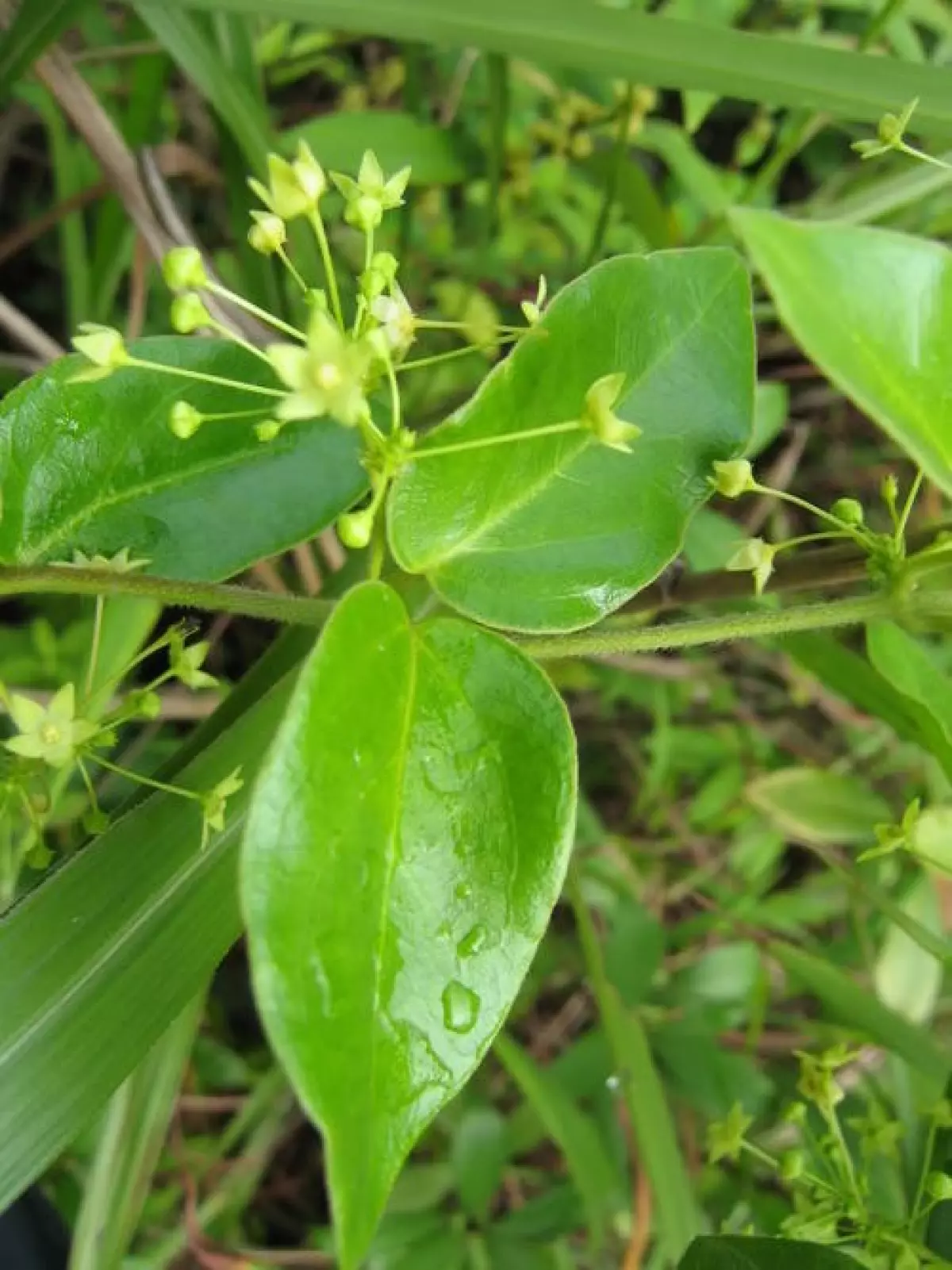 cây hà thủ ô trắng