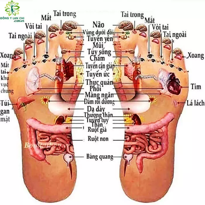 Các huyệt đạo trong lòng bàn chân