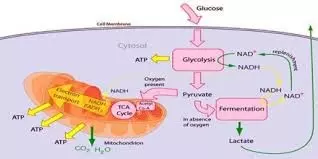 Chuyển hóa glucose ở các tế bào