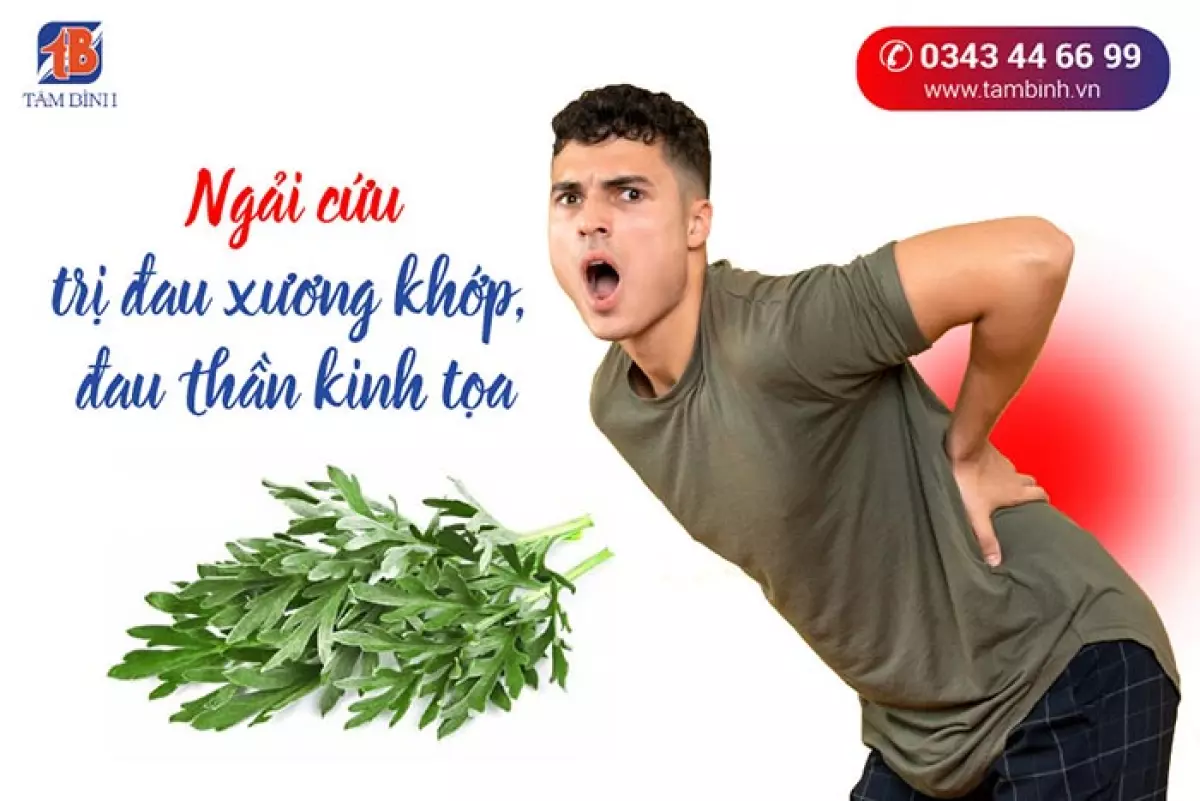 ngải cứu chữa đau thần kinh tọa đau nhức xương khớp