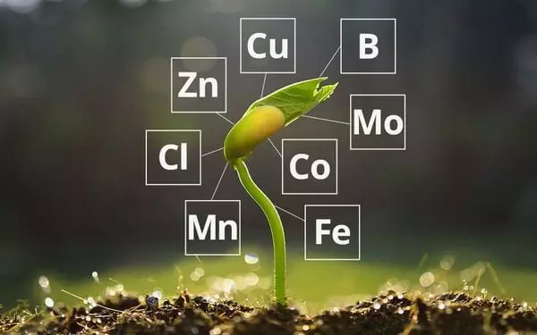 Vai trò của các nguyên tố vi lượng