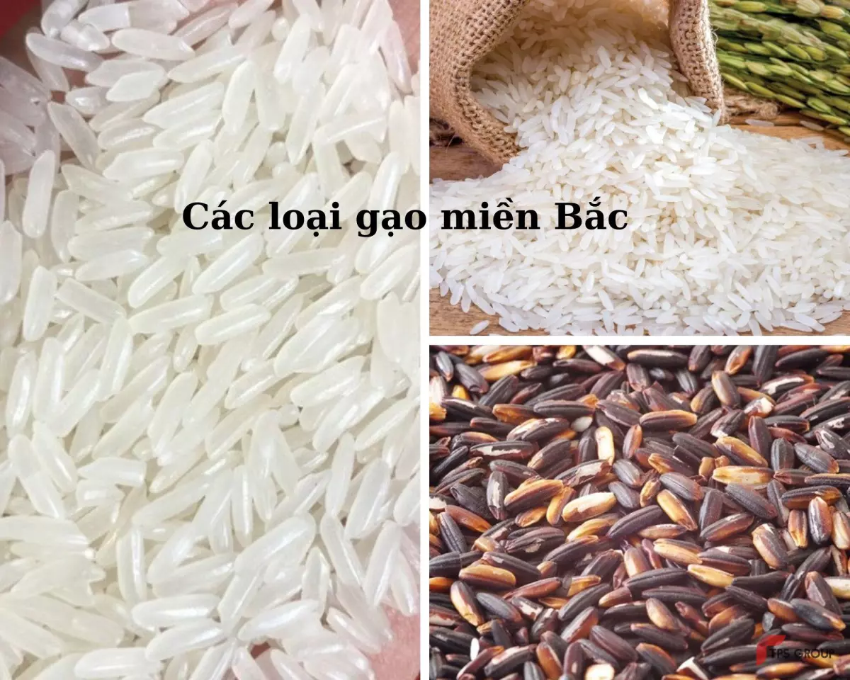 Gạo nếp cái hoa vàng