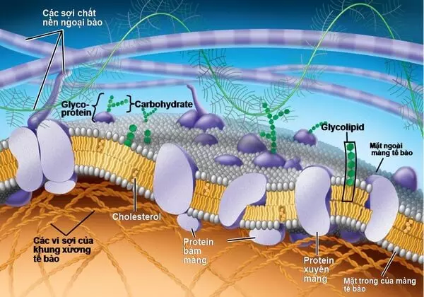 Lecithin tham gia cấu tạo màng tế bào