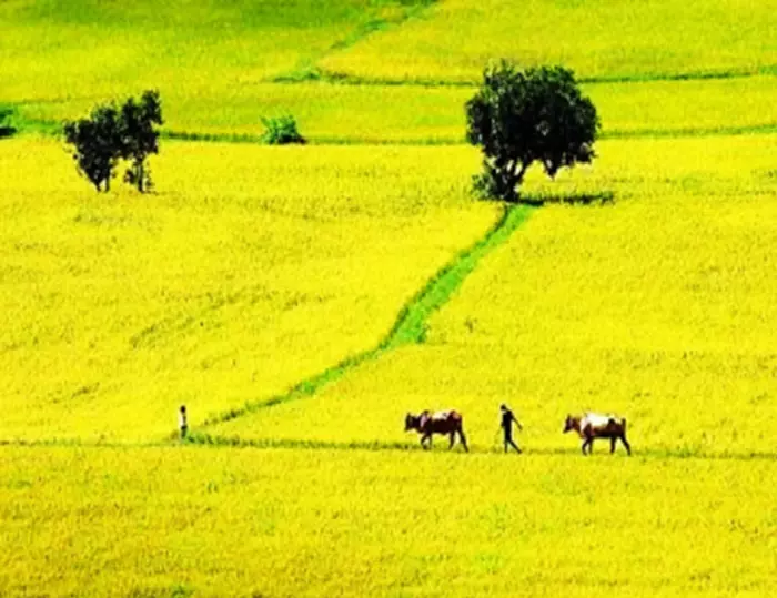 Gạo Nàng Hoa Gò Công