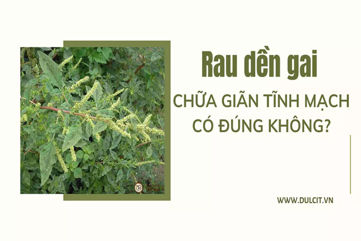 Từ xa xưa, rau dền gai đã là thảo dược xuất hiện trong nhiều bài thuốc cải thiện sức khỏe.