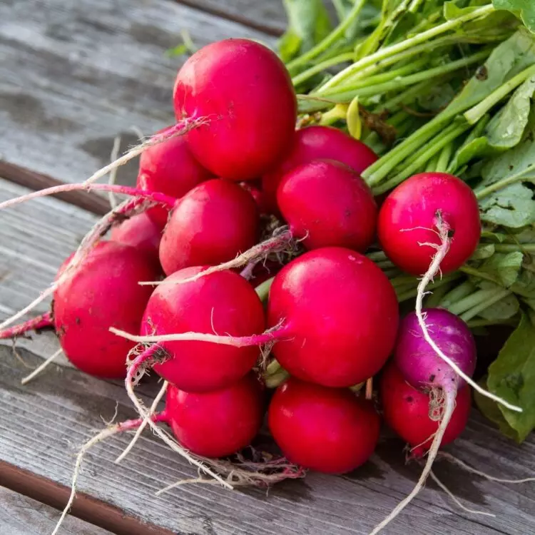 Củ cải đỏ Radishes