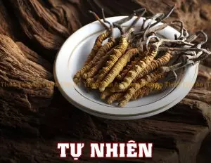 Nấm Đông Trùng Hạ Thảo Tây Tạng tự nhiên